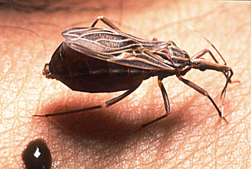 Internationale Dag van de Ziekte van Chagas