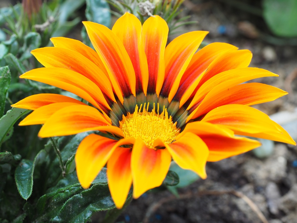 Internationale Dag van de Plantgezondheid