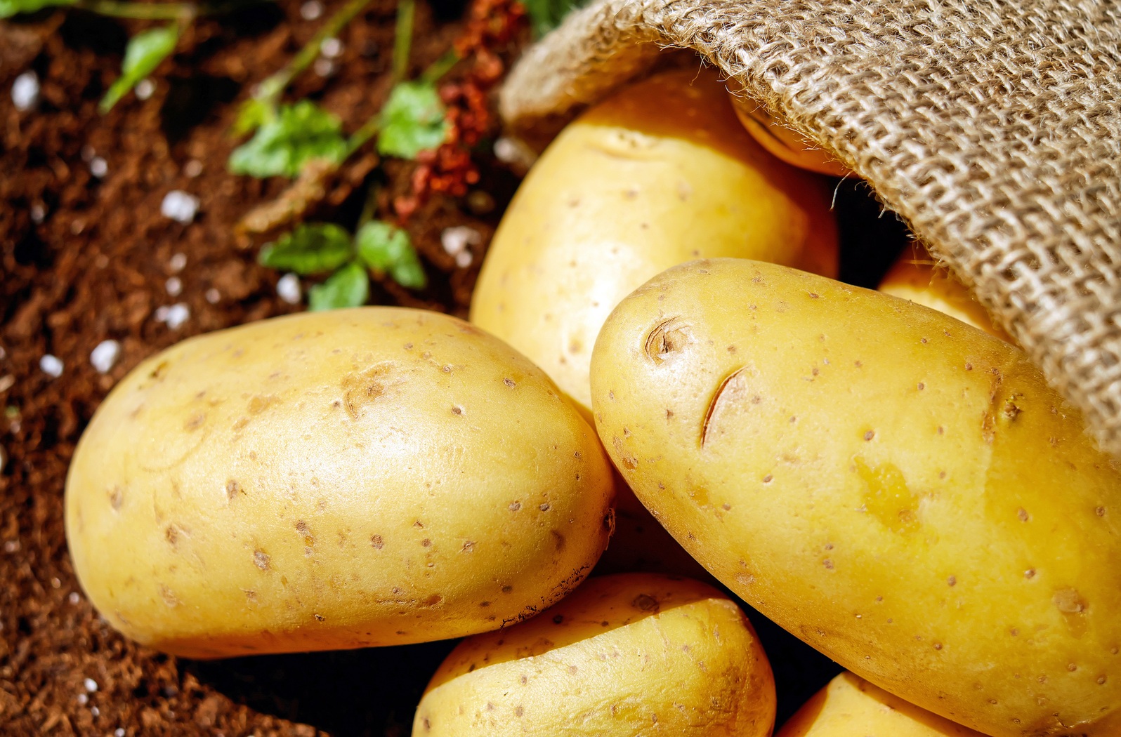 Internationale Dag van de Aardappel